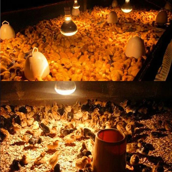 Applicable places for red heat lamp bulbs q